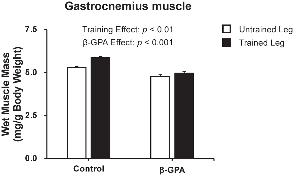 Figure 3: 
Gastrocnemius muscle wet weight after chronic resistance training and β-GPA ingestion in rat skeletal muscle (n=5 in each group). Data was expressed as mean ± SE.
