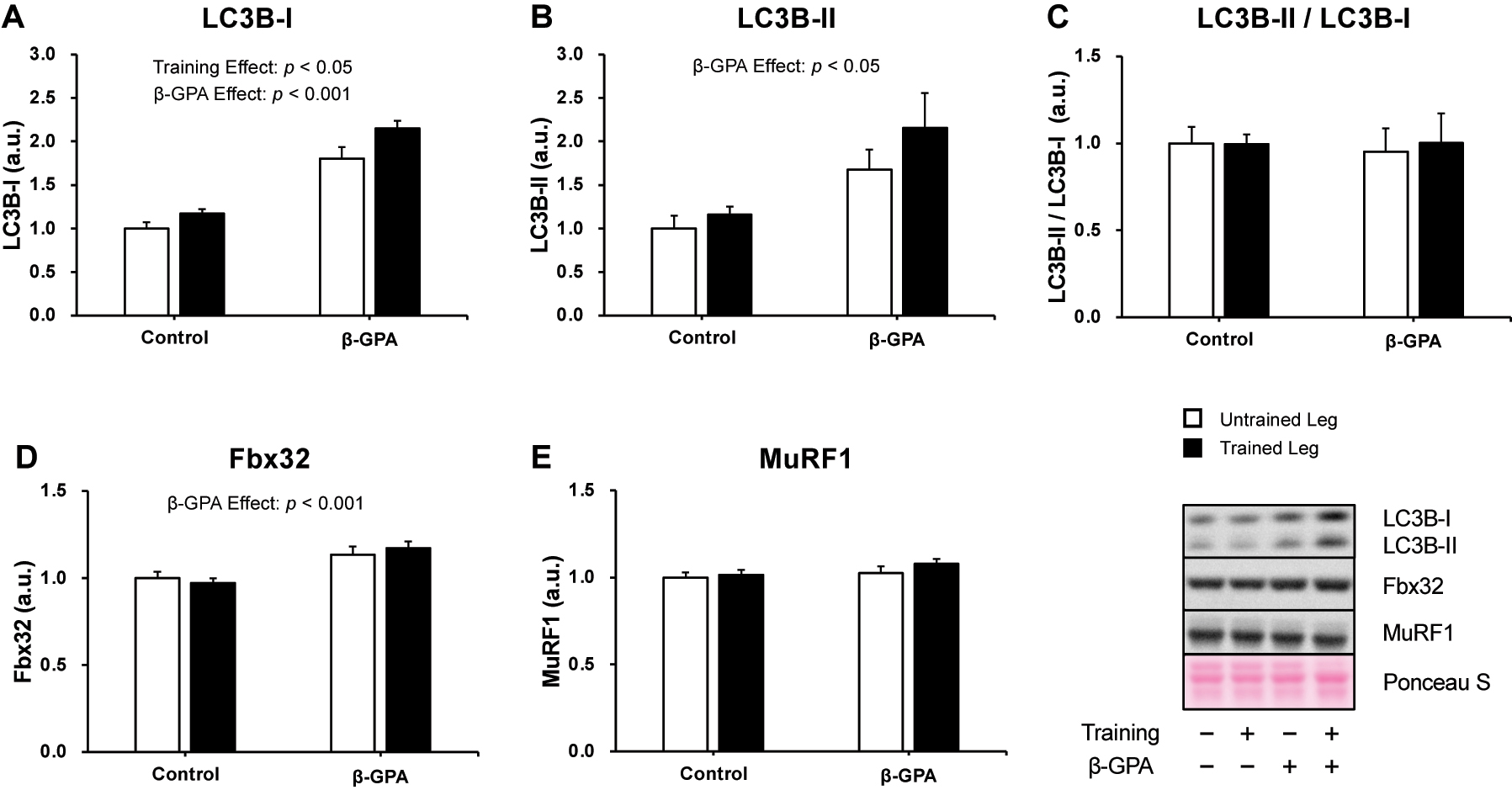 Figure 4: 
Muscle protein breakdown-related proteins were expressed after chronic resistance training and β-GPA ingestion in rat skeletal muscle (n=5 in each group). A: LC3B-I. B: LC3B-II. C: LC3B-II/LC3B-I. D: Fbx32. E: MuRF1. Data was expressed as mean ± SE.
