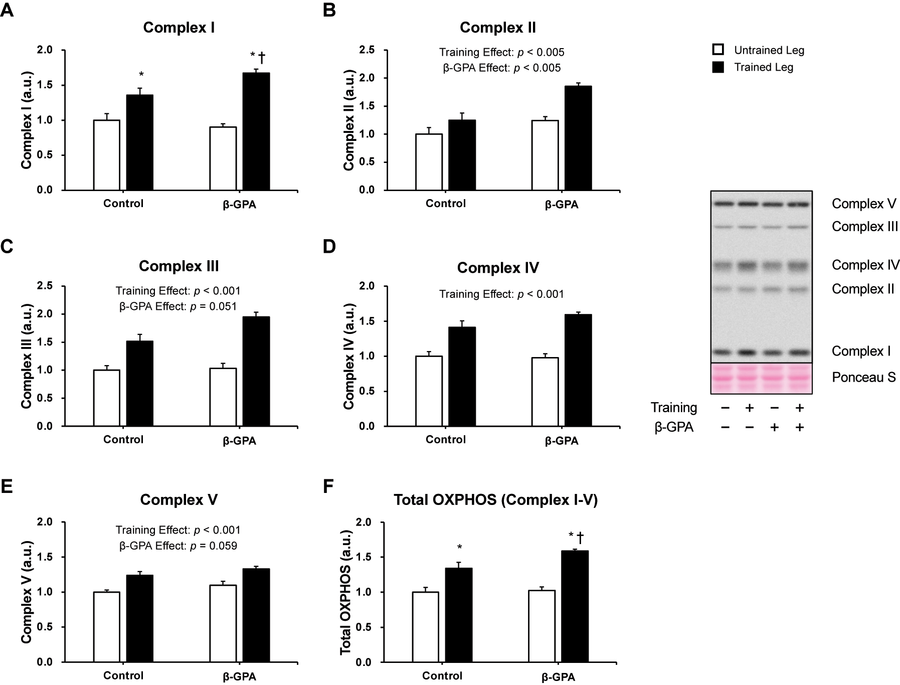 Figure 5: 
Markers of mitochondrial content protein expression in rat skeletal muscle (n=5 in each group). Data was expressed as mean ± SE. A: Complex I (NDUFB8). B: Complex II (SDHB). C: Complex III (UQCRC2). D: Complex IV (MTCO1). E: Complex V (ATP5A). F: Total OXPHOS (complexes I, II, III, IV, and V). *p<0.05 (vs. Untrained leg in the same group). †p<0.05 (vs. Trained leg in control group).
