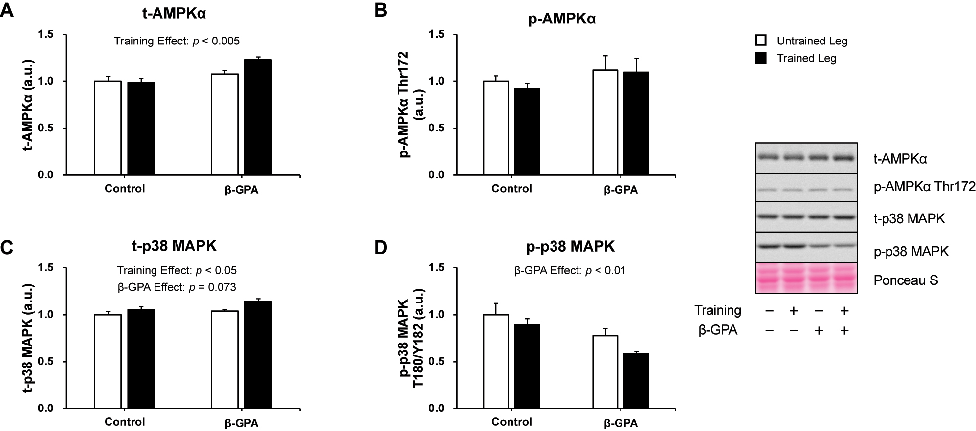 Figure 7: 
The expression of AMPK and p38 MAPK after chronic resistance training and β-GPA ingestion in rat skeletal muscle (n=5 in each group). A: AMPKα. B: phosphorylated AMPKα Thr172. C: p38 MAPK. D: phosphorylated p38 MAPK Thr180/Tyr182. Data was expressed as mean ± SE.
