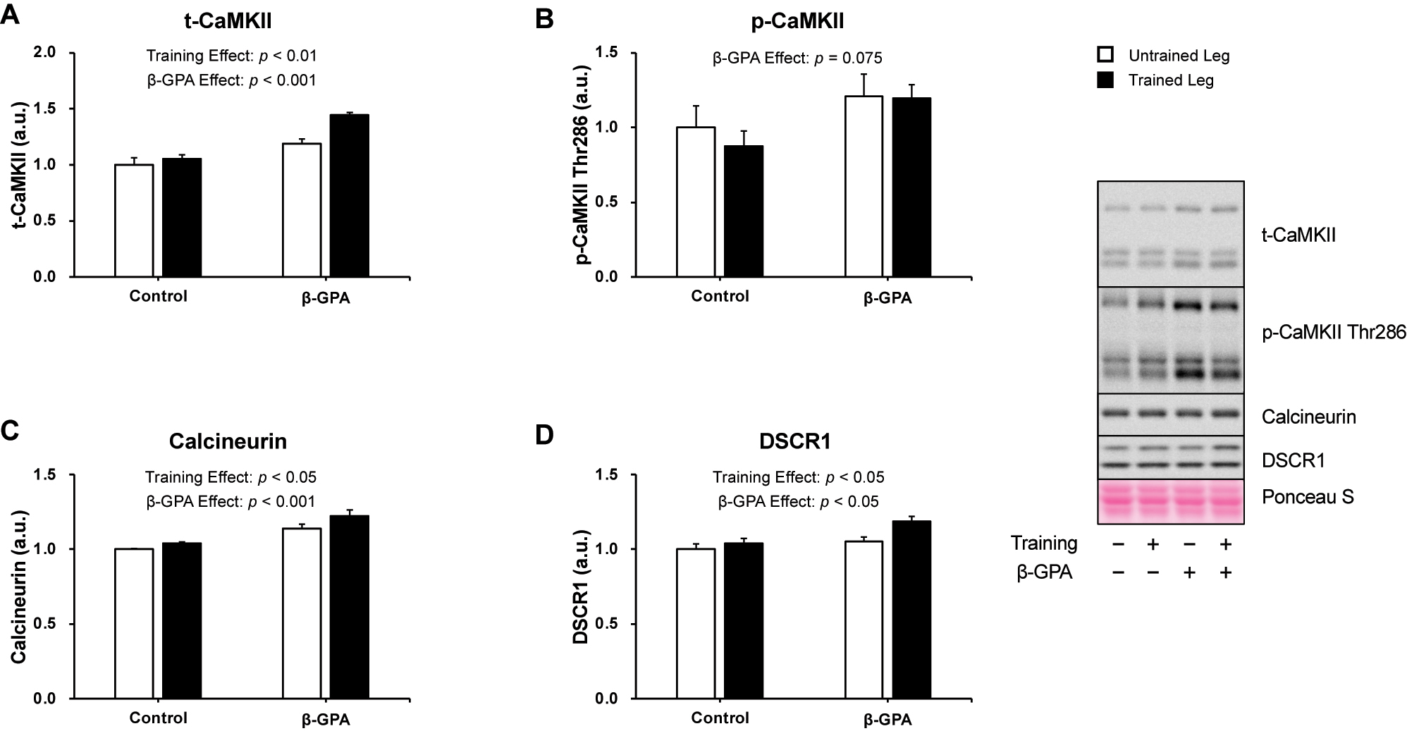 Figure 8: 
The expression of Ca2+-related proteins after chronic resistance training and β-GPA ingestion in rat skeletal muscle (n=5 in each group). A: CaMKII. B: phosphorylated CaMKII Thr286. C: Calcineurin. D: DSCR1. Data was expressed as mean ± SE.

