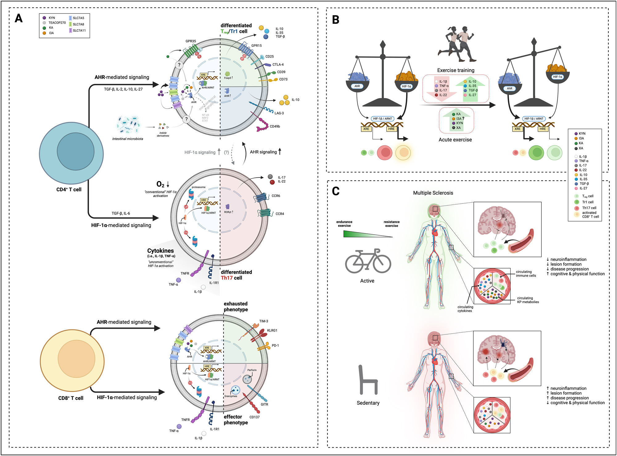 Figure 3: 
Depiction of the hypothesized conceptual framework by integration of AHR- and HIF-1α-mediated signaling on CD4+ and CD8+ T cell phenotypes (A), suggested exercise-induced shifts in AHR/HIF-1α pathway activity (B), and potential downstream immunoregulatory effects in MS (C). (A) KYN is taken up in T cells mainly via SLC7A5 transporters and induces AHR signaling either directly or via generating (more potent) AHR agonists KA, I3A, and potentially TEACOP270 [104]. AHR can also be activated by circulating indoles derivatives from TRP metabolism of intestinal bacteria, although the precise uptake mechanism into T cells is unclear. After activation, the AHR translocates to the nucleus and dimerizes with ARNT at the XRE, which subsequently leads to differentiation into Tregs or Tr1 cells through enhanced Foxp3 or AHR transcription, respectively, including proteins relevant for the functioning of the respective subset. Hypoxia or circulating proinflammatory cytokines initiate HIF-1α signaling through inhibiting its proteasomal degradation. After nuclear translocation and binding to ARNT at the HRE, key genes determining Th17 fate are transcribed. Similar signaling events occur in CD8+ T cells, leading to an exhausted state (AHR signaling) or increased effector functions (HIF-1α signaling). (B) A default higher priority of HIF-1α in binding ARNT compared to AHR favors transcription of HIF-1α-induced genes when both transcription factors are present in similar concentrations, favoring the generation and stability of activated CD8+ T cells and Th17 cells. Hypothesized exercise-induced effects of a shift towards enhanced AHR signaling by well-known anti-inflammatory effects (reduction of proinflammatory cytokines, increase in anti-inflammatory cytokines) and repetitively increased AHR ligands following acute exercise, leading to increased differentiation of Tregs and Tr1 cells. (C) Combined effects of acute exercise (increased AHR ligands) and exercise training (increased anti-inflammatory cytokines), including the resulting shift to an increased amount of circulating anti-inflammatory cells, in MS. The current evidence suggests more profound effects on endurance exercise on circulating molecules and T cells compared to resistance exercise. It is hypothesized that these exercise-induced alterations ultimately translate to beneficial MS-related clinical outcomes (e.g., reduced neuroinflammation and lesion formation). AHR, aryl hydrocarbon receptor; ARNT, aryl hydrocarbon receptor nuclear translocator; CCR4/6, C-C chemokine receptor type 4/6; GPR15/35, G protein-coupled receptor 15/35; HIF-1α, hypoxia-inducible factor-1; HRE, hypoxia response element; I3A, indole-3-aldehyde; KA, kynurenic acid; KYN, kynurenine; SLC, solute carrier; TEACOP270, trace-extended aromatic condensation product, ion 270; TGF-β, transforming growth factor β; Th17 cell, T helper 17 cell; TNF-α, tumor necrosis factor alpha; Treg, Foxp3+ regulatory T cell; Tr1, Type 1 regulatory T cell; XRE, xenobiotic response element; XA, xanthurenic acid.
