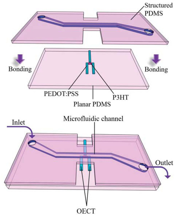Fig. 2 OECT-based sensor implementation into microfluidic structure.
