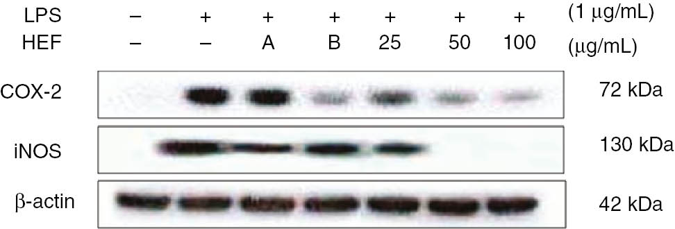 Figure 3: Inhibitory effects of the ethyl acetate fraction of Shiranuhi flower extract (HEF) on the expression levels of cyclooxygenase (COX)-2 and inducible nitric oxide synthase (iNOS) in murine RAW 264.7 cells.The RAW 264.7 cells were plated at 1.0×106 cells/mL in 24-well plates and incubated for 18 h, and pretreated with HEF (25, 50, or 100 μg/mL), 2-amino-4-methylpyridine (A, 10 μM), or dexamethasone (B, 20 μM) for 2 h, after which they were stimulated with LPS (1 μg/mL) for 24 h. COX-2 and iNOS protein level was determined by immunoblotting.