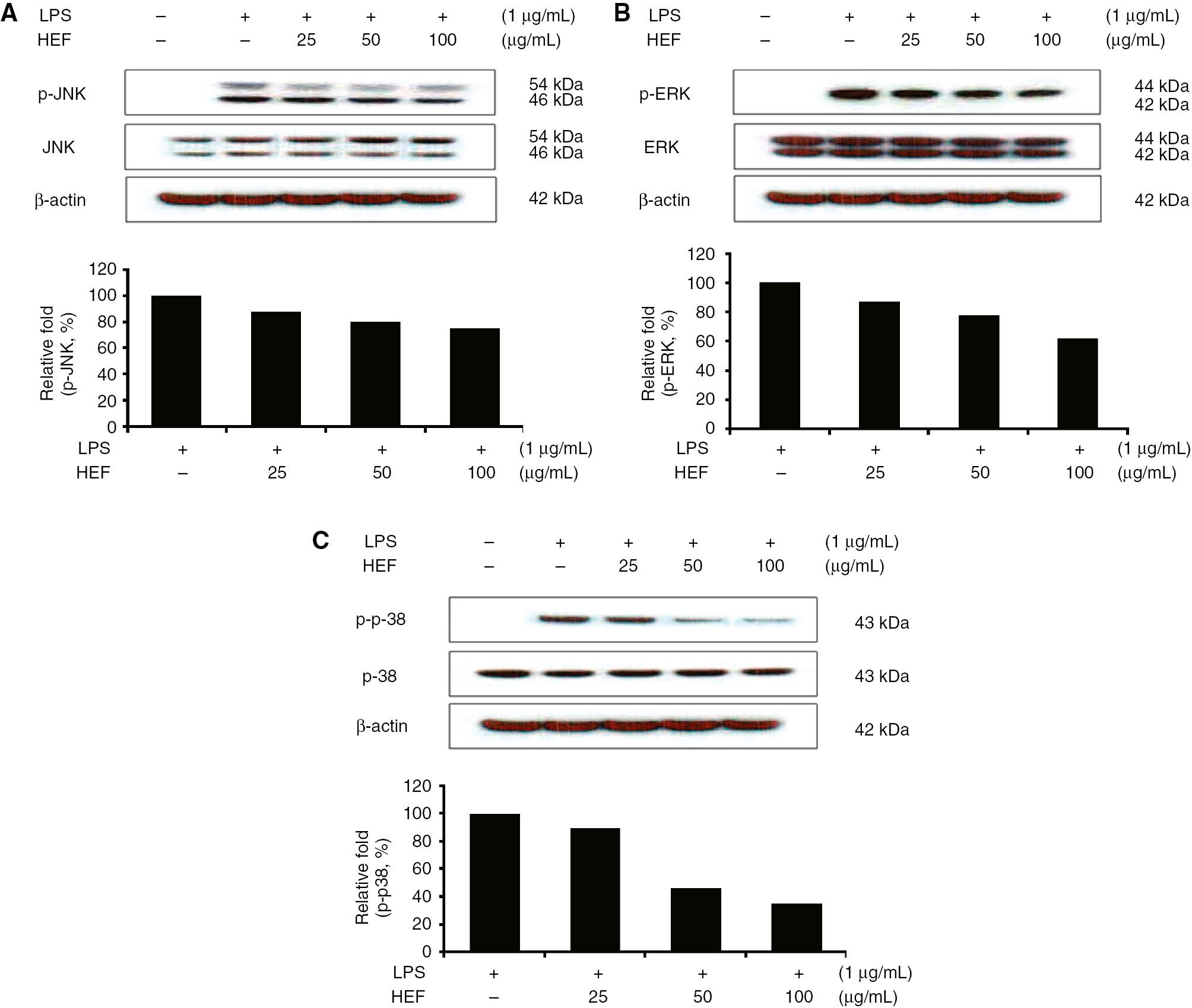 Figure 5: Effect of the ethyl acetate fraction of Shiranuhi flower extract (HEF) on lipopolysaccharide (LPS)-induced protein expression of p-JNK (phosphorylated-JNK)/JNK, p-ERK (phosphorylated-ERK)/ERK, and p-p-38 (phosphorylated-p-38)/p-38 in murine RAW 264.7 macrophages.RAW 264.7 cells (1.0×106 cells/mL) were pre-incubated for 18 h, incubated for 2 h with HEF, and then stimulated for 10 min with LPS (1 μg/mL). Immunoblotting was used to determine the levels of p-JNK (phosphorylated-JNK)/JNK, p-ERK (phosphorylated-ERK)/ERK, and p-p-38 (phosphorylated-p-38)/p-38.