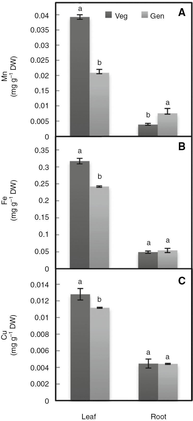 Figure 5: Mn (A), Fe (B) and Cu (C) contents in the different organs of F. gummosa Boiss. at both vegetative and generative stages.Vertical bars represent ±S.E. and different letters are significantly different at p<0.05.