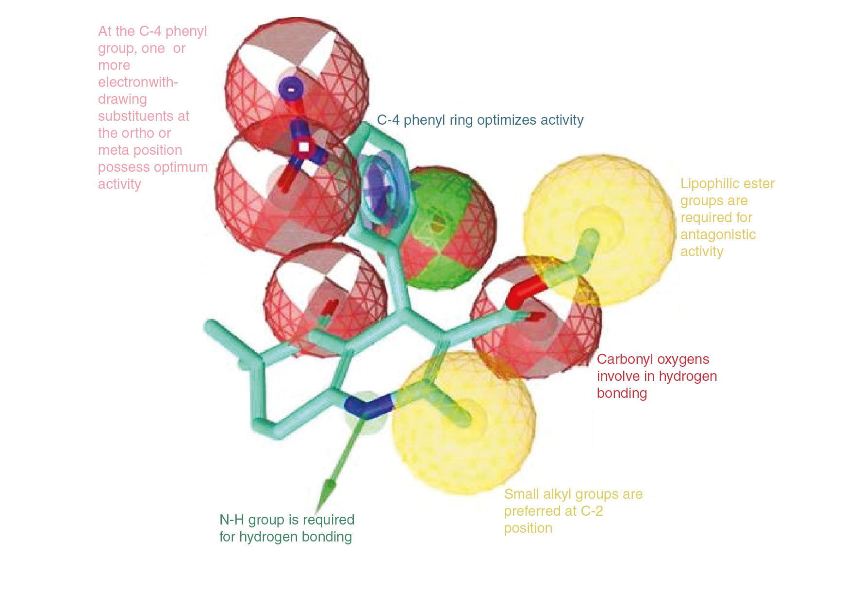 Figure 4: Structure-activity relationships for 1,4-DHPs binding to L-type calcium channels.