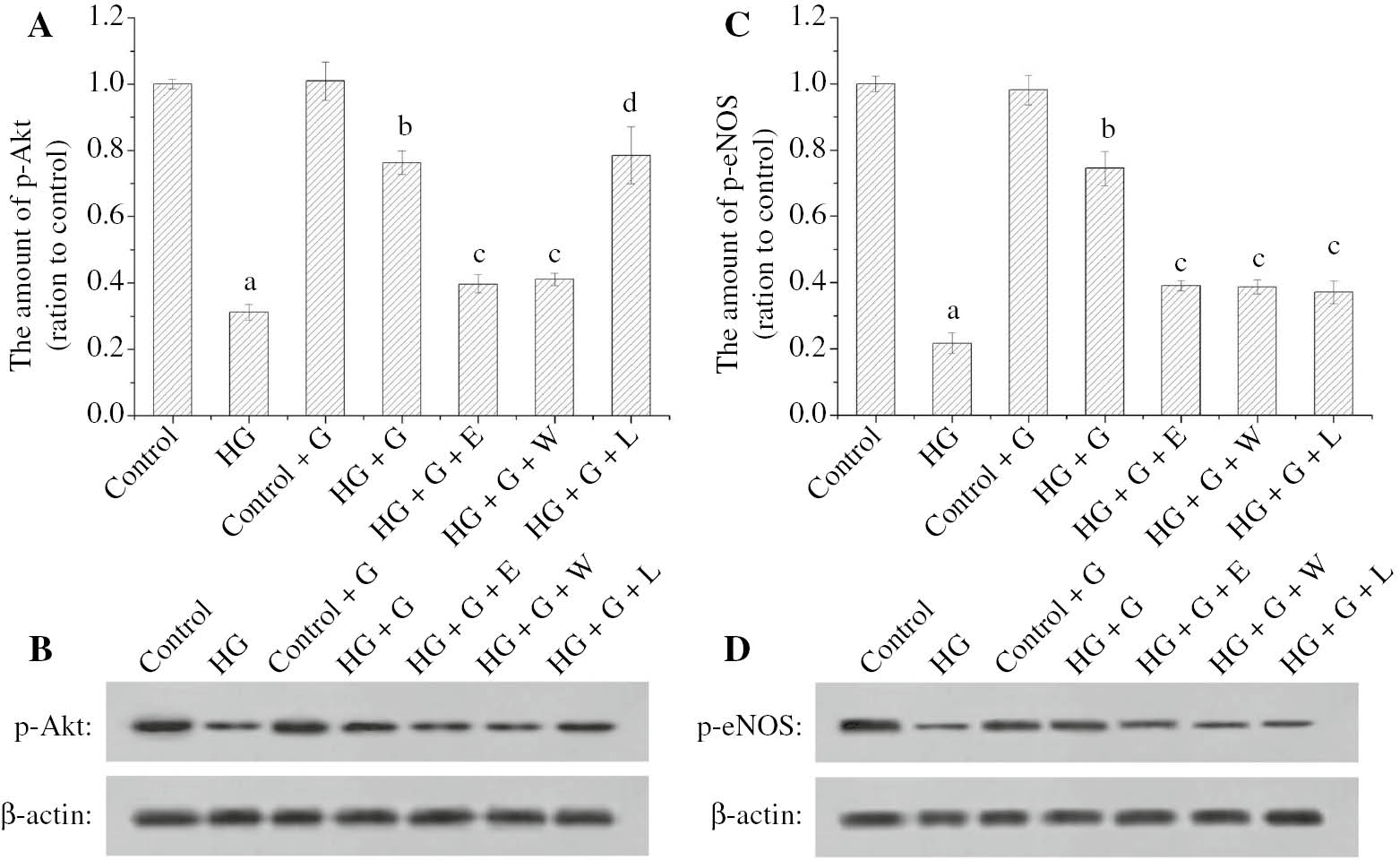 Figure 2: The effect of GLP-1 and high glucose for the p-Akt and p-eNOS expression of HUVECs.The histogram (A) showed the relative amount of p-Akt in HUVECs. The images (B) showed the analyzed result of p-Akt in HUVECs by Western blot. The histogram (C) showed the relative amount of p-eNOS in HUVECs. The images (D) showed the analysis result of p-eNOS in HUVECs by Western blot. ap<0.05 compared to control; bp<0.05 compared to HG; cp<0.05 compared to HG+G; dp>0.05 compared to HG+G.