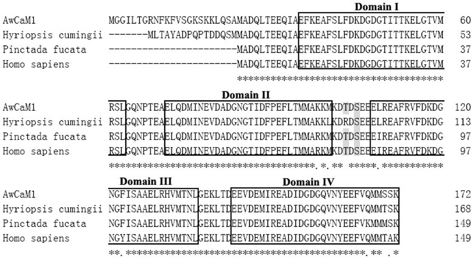 Figure 2: Multiple alignment of AwCaM1 with other CaMs.Two crucial phosphorylation sites of Thr and Ser are indicated with shadow. The four Ca2+-binding domains are marked with box.