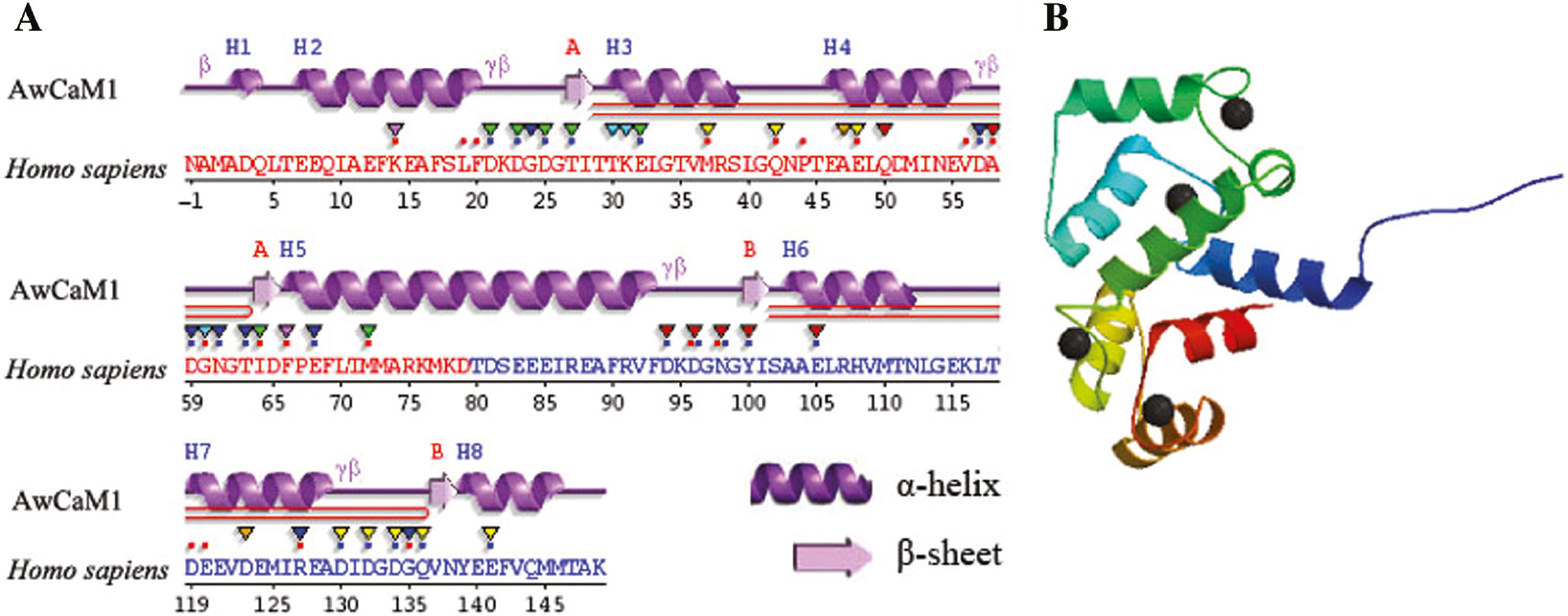 Figure 3: Predicted secondary and 3D structures of AwCaM1 deduced amino acids.(A) The secondary structure of AwCaM1. (B) The 3D structure of AwCaM1.