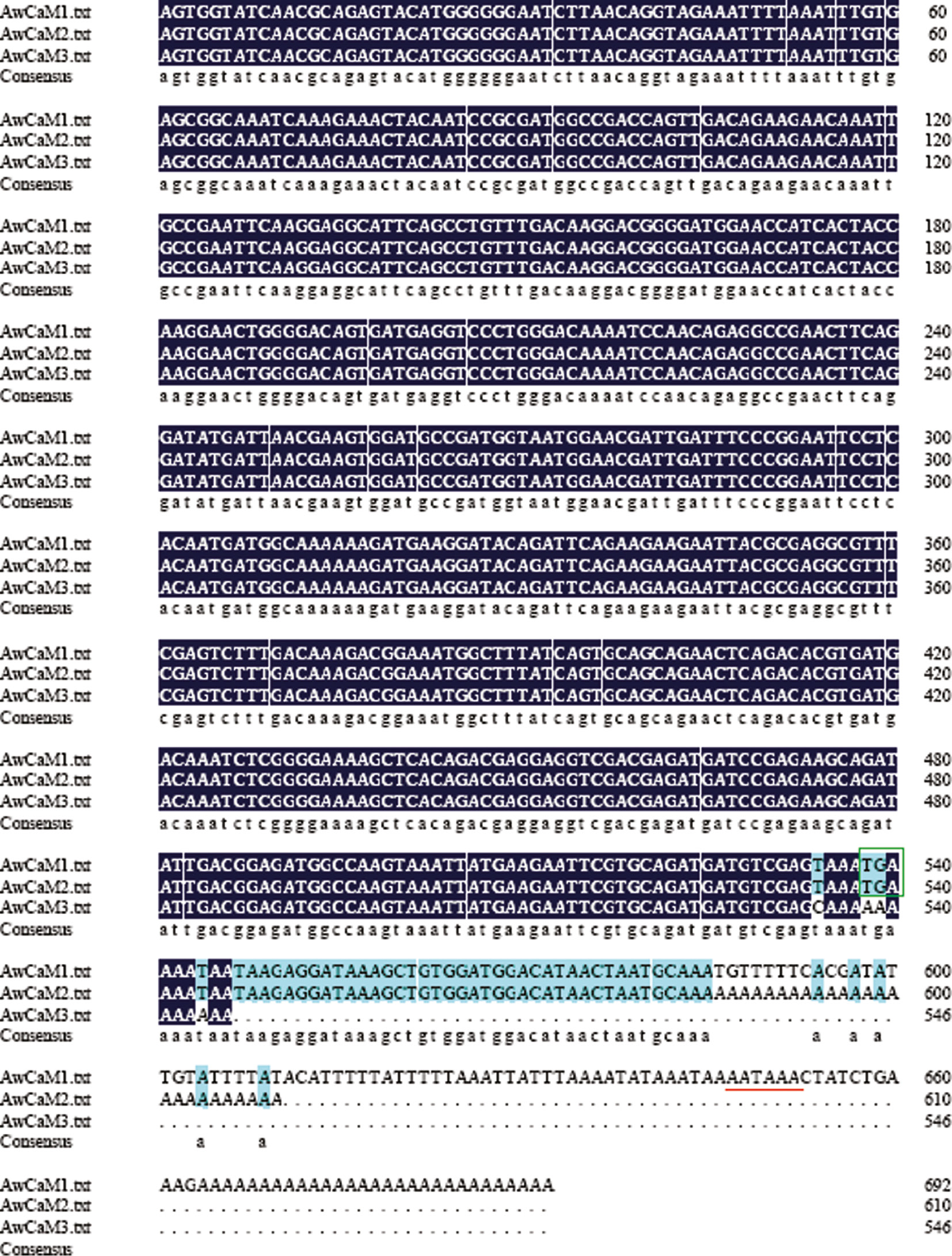 Figure 5: Alignment of nucleotide sequences of AwCaM1, AwCaM2 and AwCaM3.Stop codons (TGA) are indicated with green box. Putative polyadenylation signal “AATAAA” is showed with red underline.