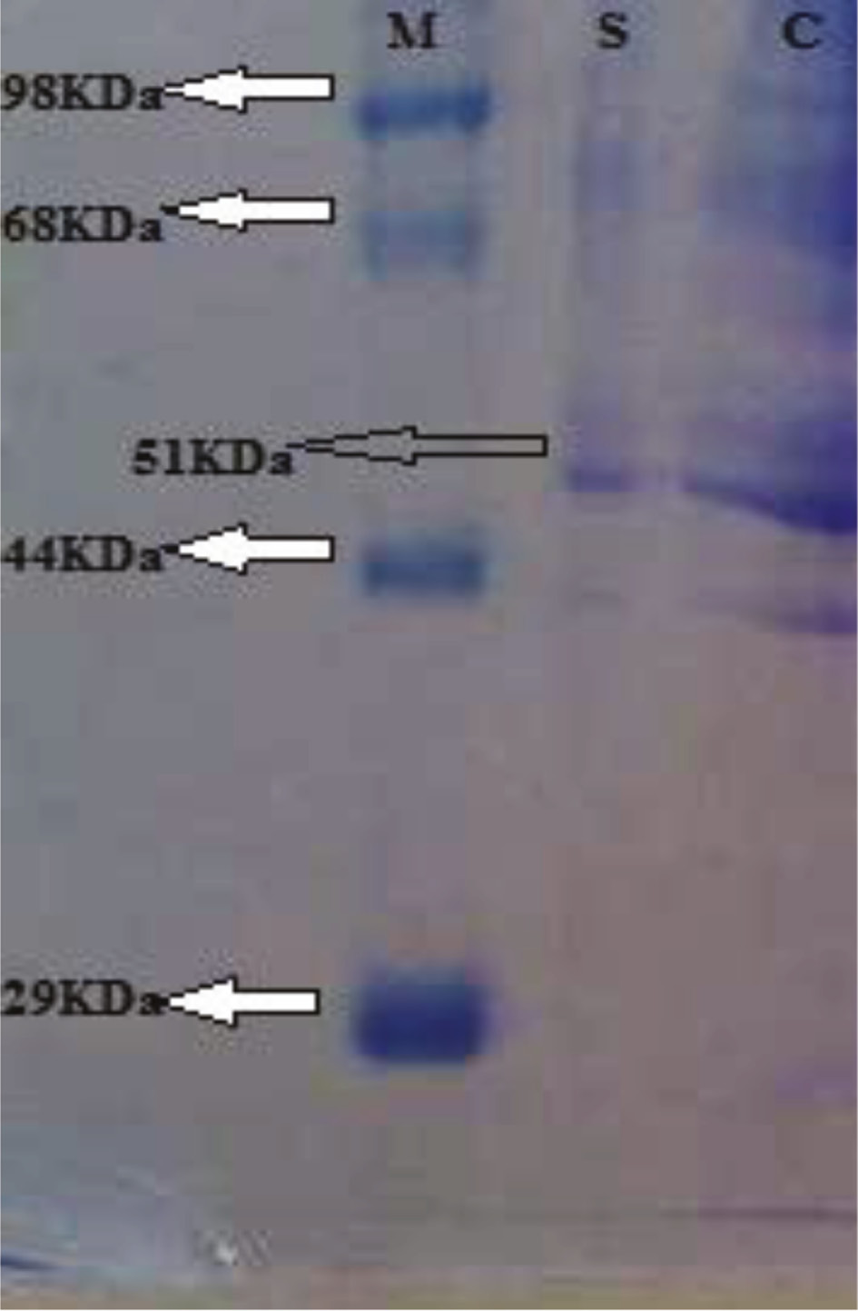 Figure 7: Molecular weight assessment of partially purified laccase by SDS-PAGE.Lane M, molecular weights of standard marker; Lane S, purified laccase (51 kDa); Lane C, crude enzyme.