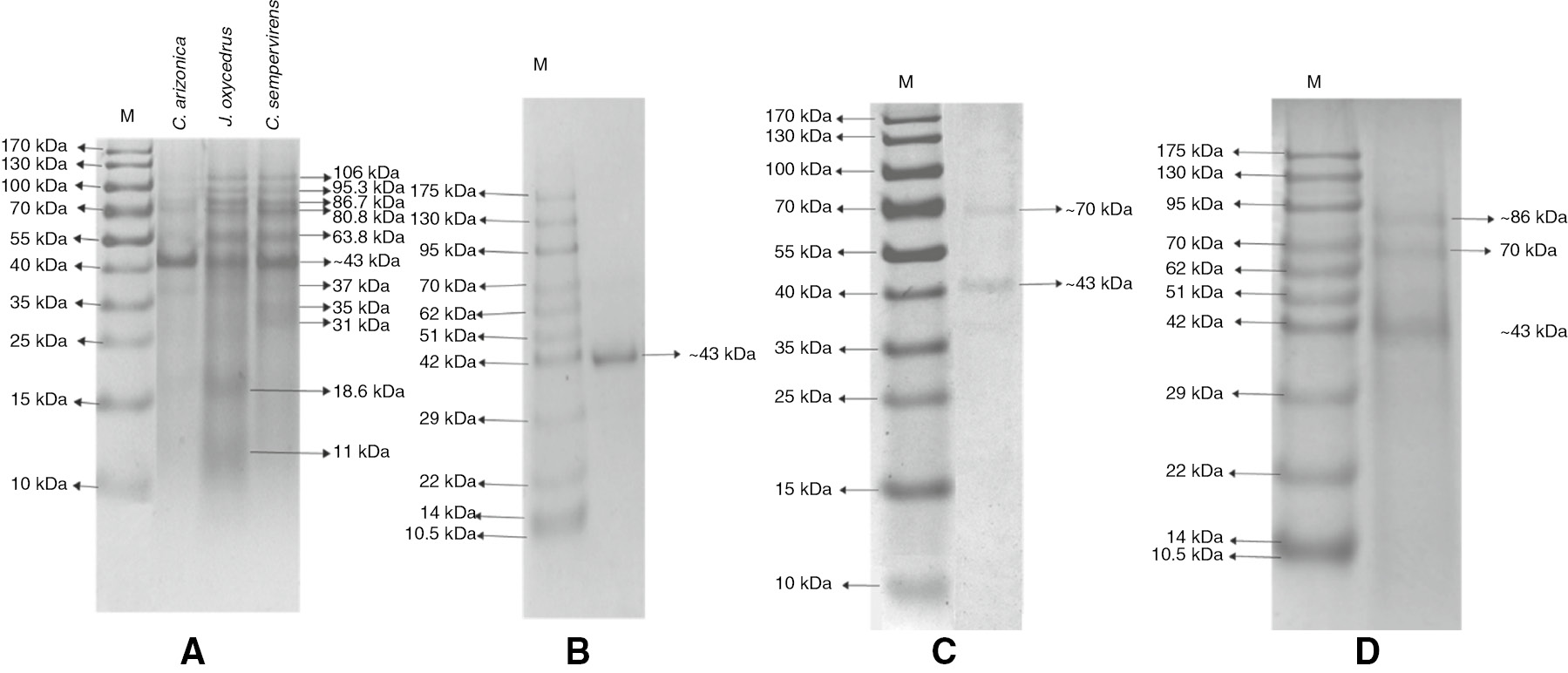 Figure 3: SDS PAGE analysis before and after partial purification.(A) Crude extracts protein profiles for studied taxa. (B) Cupressus arizonica pollen extract+70% ammonium sulfate precipitation+dialysis+ultrafiltration. (C) Juniperus oxycedrus pollen extract 60% ammonium sulfate precipitation+dialysis+ultrafiltration. (D) Cupressus sempervirens pollen extract 80% ammonium sulfate precipitation+dialysis+ultrafiltration.