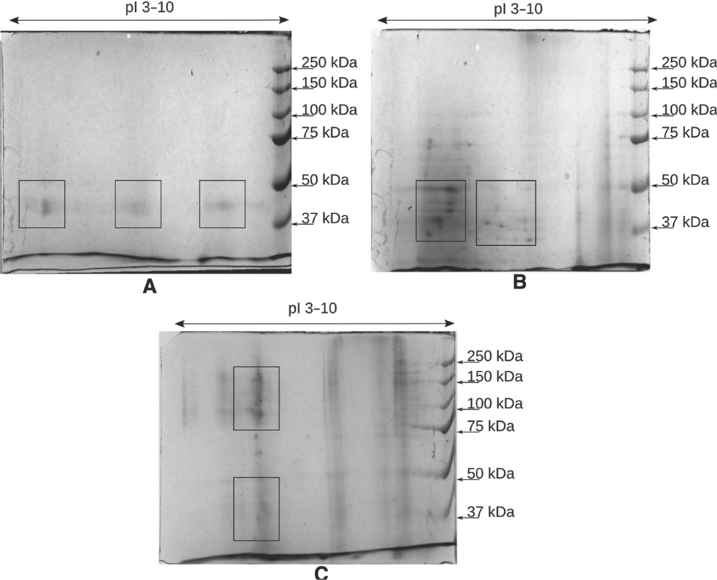 Figure 5: After separation of pollen protein extract of C. arizonica, C. sempervirens and J. oxycedrus in 2D electrophoresis, more than one distinct protein spot was identified in a wide range of molecular masses and isoelectric points.2D PAGE profile for C. arizonica (A), C. sempervirens (B) and J. oxycedrus (C) pollen extracts (M: marker).