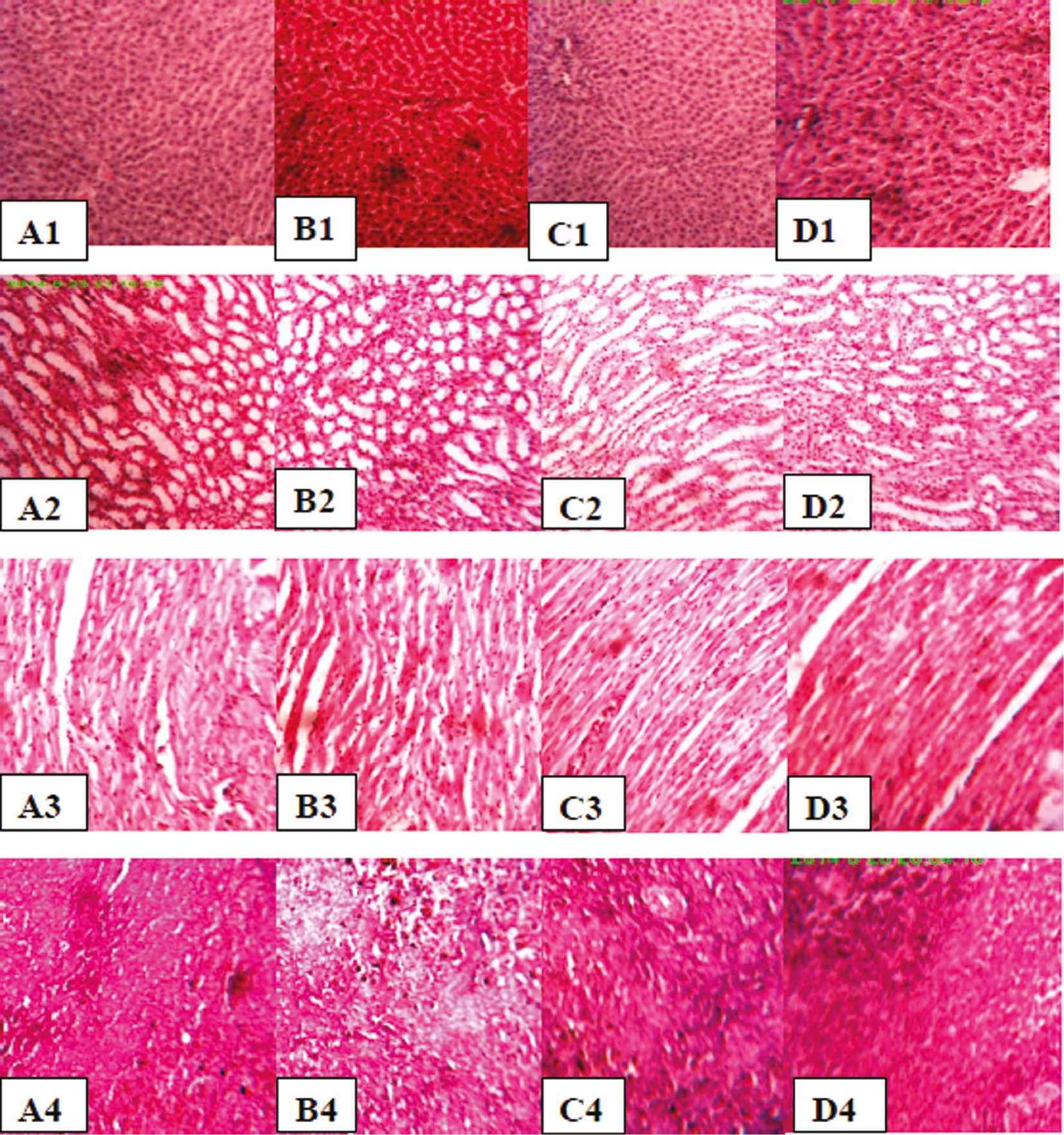 Figure 3: Histological sections of Liver, kidney, heart and spleen tissue stained with H&E×400 (A1, A2, A3, A4: Liver, kidney, heart and spleen tissue of control rat, B1, B2, B3, B4: Liver, kidney, heart and spleen tissue of rat treated with O. basilicum extract, C1, C2, C3, C4: Liver, kidney, heart and spleen tissue of rat treated with T. vulgaris extract, D1, D2, D3, D4: Liver, kidney, heart and spleen tissue of rat treated with R. officinalis extract).