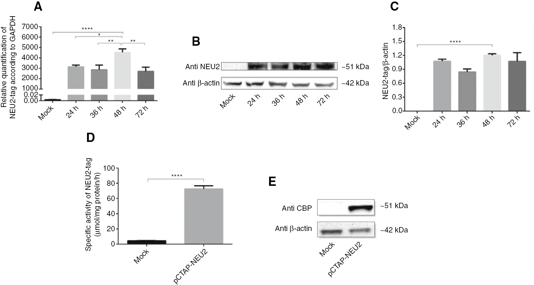 Figure 1: Transient expression of sialidase Neu2 in COS-7 cells.NEU2-tag expression in COS-7 cells which were transiently transfected with the pCTAP-NEU2 plasmid (A) Real-time PCR analysis of NEU2-tag mRNA at 24, 36, 48 and 72 h after transfection. The relative levels of NEU2-tag mRNA were normalized using GAPDH as an internal control. (B) Western blot analysis of NEU2-tag protein using Anti-NEU2 primary antibody at 24, 36, 48 and 72 h after transfection. (C) The relative levels of NEU2-tag protein were normalized using β-actin as an internal control based on Image J. At 48 h after transfection (D) a significantly increase in sialidase activity against 4-MU-NeuAc was detected by enzyme activity assay and (E) NEU2-tag protein was determined using Anti-Calmodulin Binding Protein Epitope Tag (anti-CBP) primary antibody by Western blot analysis. Molecular weights of NEU2-tag and β-actin were 51 kDa and 42 kDa, respectively. The data are represented as the mean±SEM (n=3). One way and unpaired t-test were used for statistical analysis (*p<0.05, **p<0.01 and ****p<0.0001).