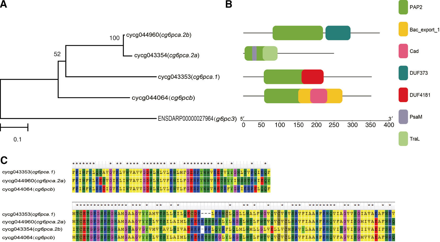Figure 1:
Phylogenetic relationship of common carp G6PC proteins (A), domain (B) and partial amino acid sequence of PAP2 (C).
(A) Shows the phylogenetic tree of G6PC proteins. (B) Indicates the protein motifs corresponding to (A). We used the Danio rerio g6pc3 amino acid sequence as outgroup. (C) Shows the partially conserved regions.