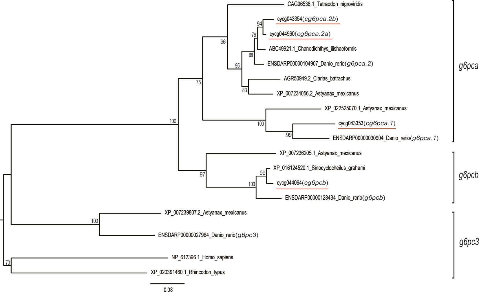 Figure 2:
The phylogenetic relationships of common carp G6PC proteins among the fishes and other vertebrates.
The tree was constructed using the neighbor-joining method. The bootstrap values for 1000 replicates are represented at the nodes of clades.