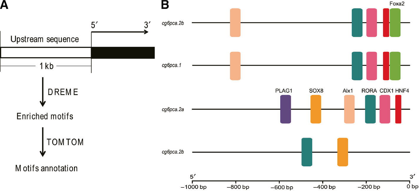 Figure 5:
The identification of the cis-regulatory elements and transfactors.
(A) The screening process for enriched motifs in the proximal promoter regions of target genes. (B) Comparison of transcription factors binding the common carp G6PC members’ promoters.