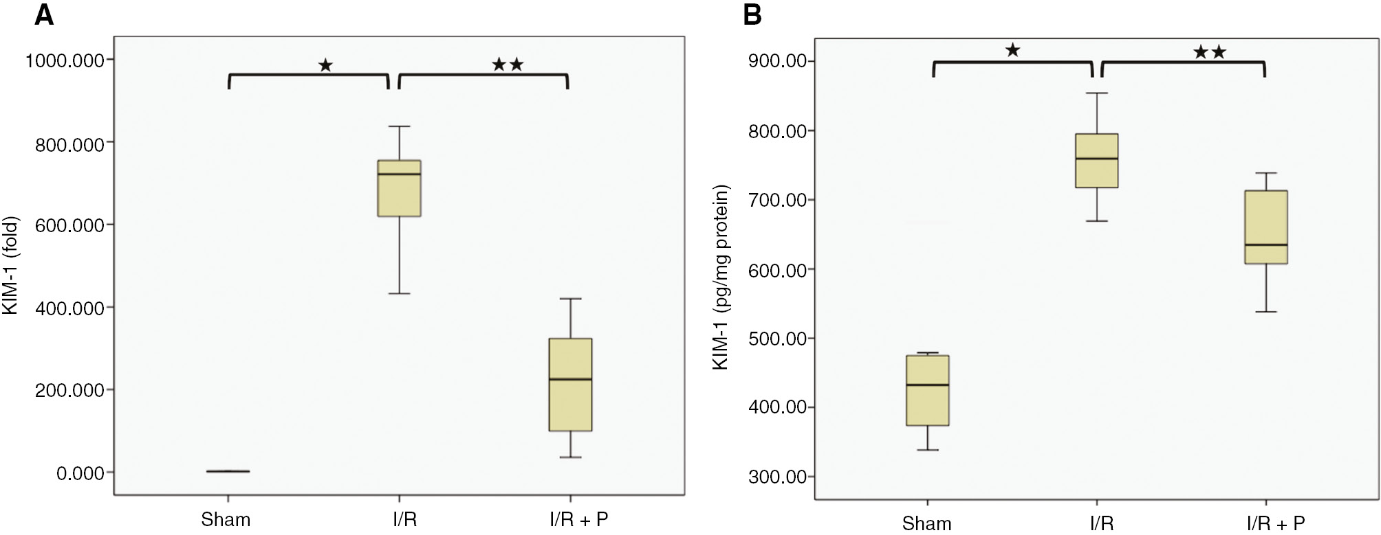 Figure 5: Box-plots with respect to effects of paricalcitol pretreatment on I/R induced KIM-1 expression.The expression of KIM-1 mRNA (A) and protein (B) in the kidneys were compared among study groups. S, sham (n=6); I/R, 45 min ischemia followed by 24 h reperfusion (n=7); I/R+P, paricalcitol administration (0.3 μg/kg) 24 h before I/R (n=7). *p<0.05 vs. S; **p<0.05 vs. I/R, Mann-Whitney U-test.