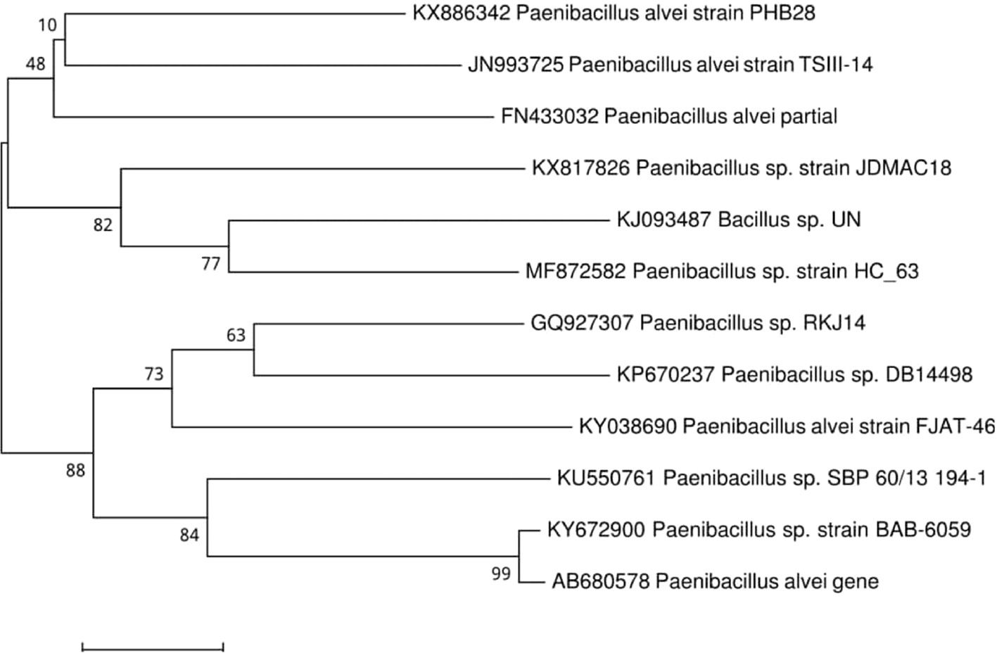 Figure 3: Phylogenetic tree showing the homology of strain PHB 28 with P. alvei.