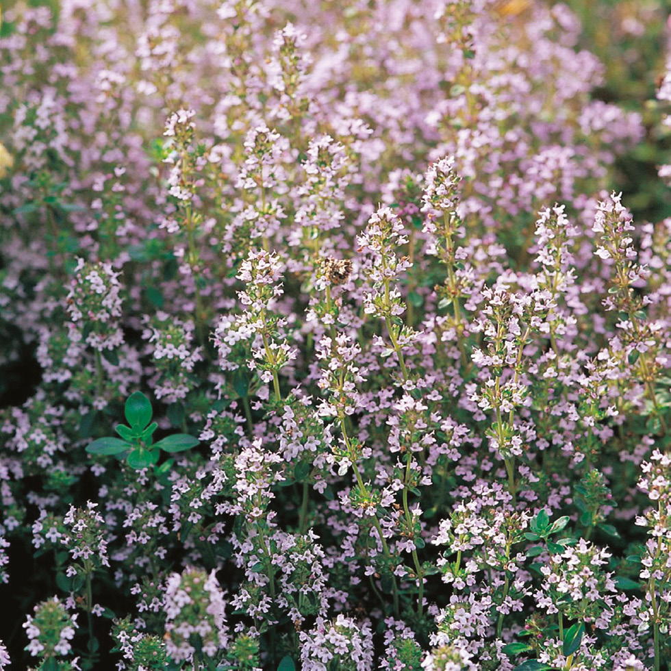 Figure 1: Thymus vulgaris.Source: https://farmyardnurseries.co.uk.