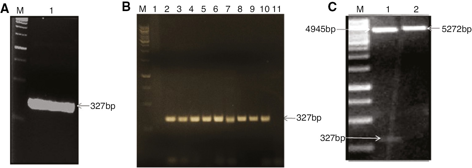 Figure 1:
Cloning of OsWRKY71 DNA binding domain.
(A) PCR optimization of OsWRKY71 at 66°C. (B) Colony PCR (Lane M: 1 kb DNA ladder, Lane 1–10: Colonies 1–10, Lane 11: -ve control). (C) Restriction digestion of pGEX-OsWRKY71 (Lane 1: Restricted plasmid, Lane 2: Uncut plasmid).