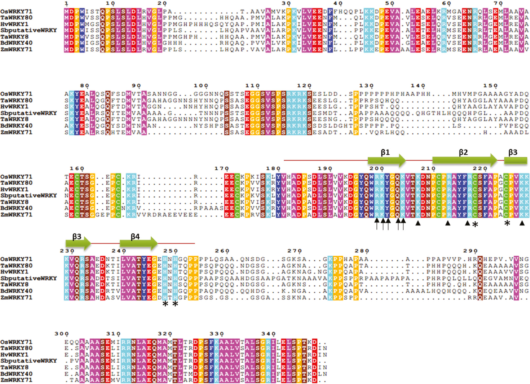 Figure 2:
Protein sequence alignment of OsWRKY71 (XP_015627417.1) structure of DNA binding domain.
WRKY proteins from different plant members including WRKY from T. aestivum (AFW98256.1; ABC61128.1), H. vulgare (AAS48544.1), S. bicolor (XP_002451666.1), B. distachyon (XP_003570741.1) and Z. mays (PWZ19903.1) were analyzed by TCOFFEE. Conserved residues are shaded in different colors. Green arrows indicate the four β strands of DNA binding domain in the C terminus of OsWRKY71. Arrows represent the key residues involve in making contact with DNA major groove. Arrowheads denote residues that make contact with DNA backbone. Asterisks represent cysteine and histidine residues of zinc finger like motifs in WRKY DNA binding domain.