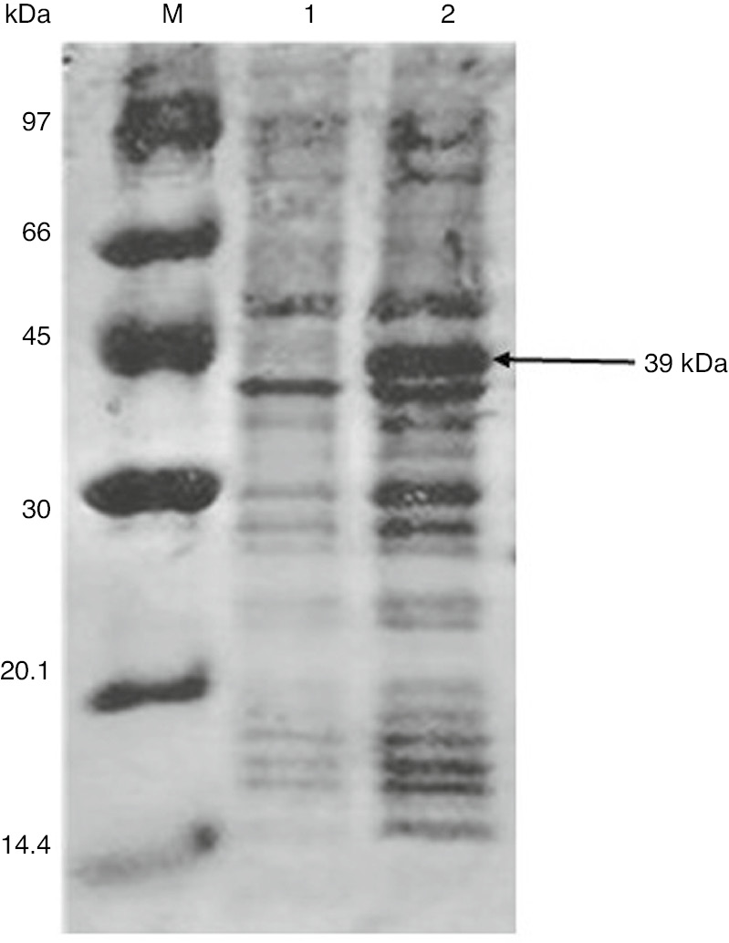 Figure 3:
Expression of OsWRKY71 in E. coli.
Lane M: marker, Lane 1: uninduced BL21, Lane 2: induced BL21.