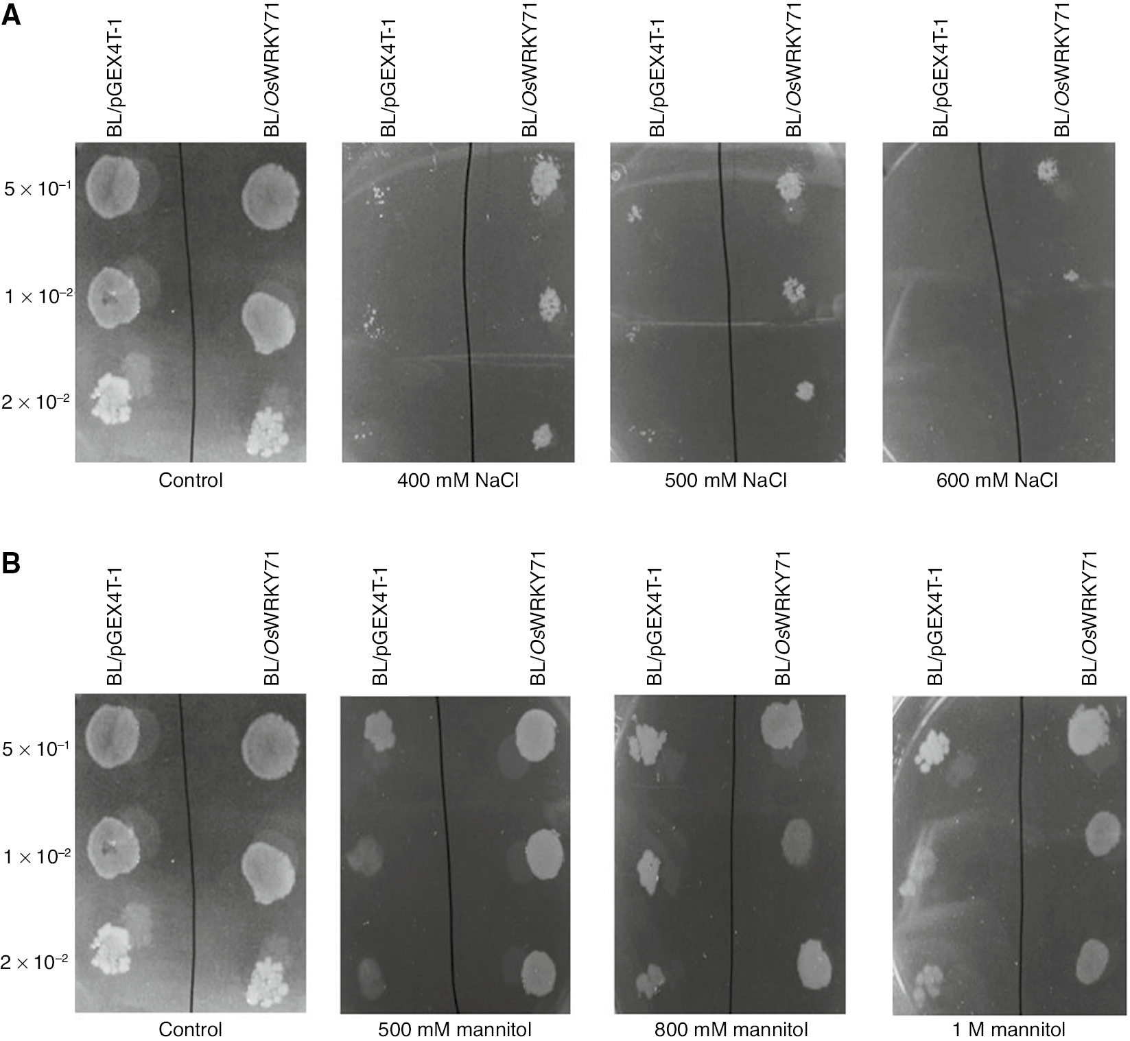 Figure 4:
Spot assay of BL/pGEX4T-1 and BL/OsWRKY71 recombinant cells.
Cultures were induced with 1 mM IPTG. OD was adjusted to OD600=1. Then 10 μL of 50-, 100- and 200-fold diluted bacterial suspension was spotted on LB plates. (A) Spot assay of BL/OsWRKY71 and BL/pGEX4T-1 on the LB plates supplemented with various concentrations of NaCl containing 400, 500 and 600 mM NaCl for salt stress. (B) Spot assay of BL/OsWRKY71 and BL/pGEX4T-1 on the LB plates supplemented with various concentrations of mannitol containing 500, 800 mM and 1 M mannitol for desiccation.