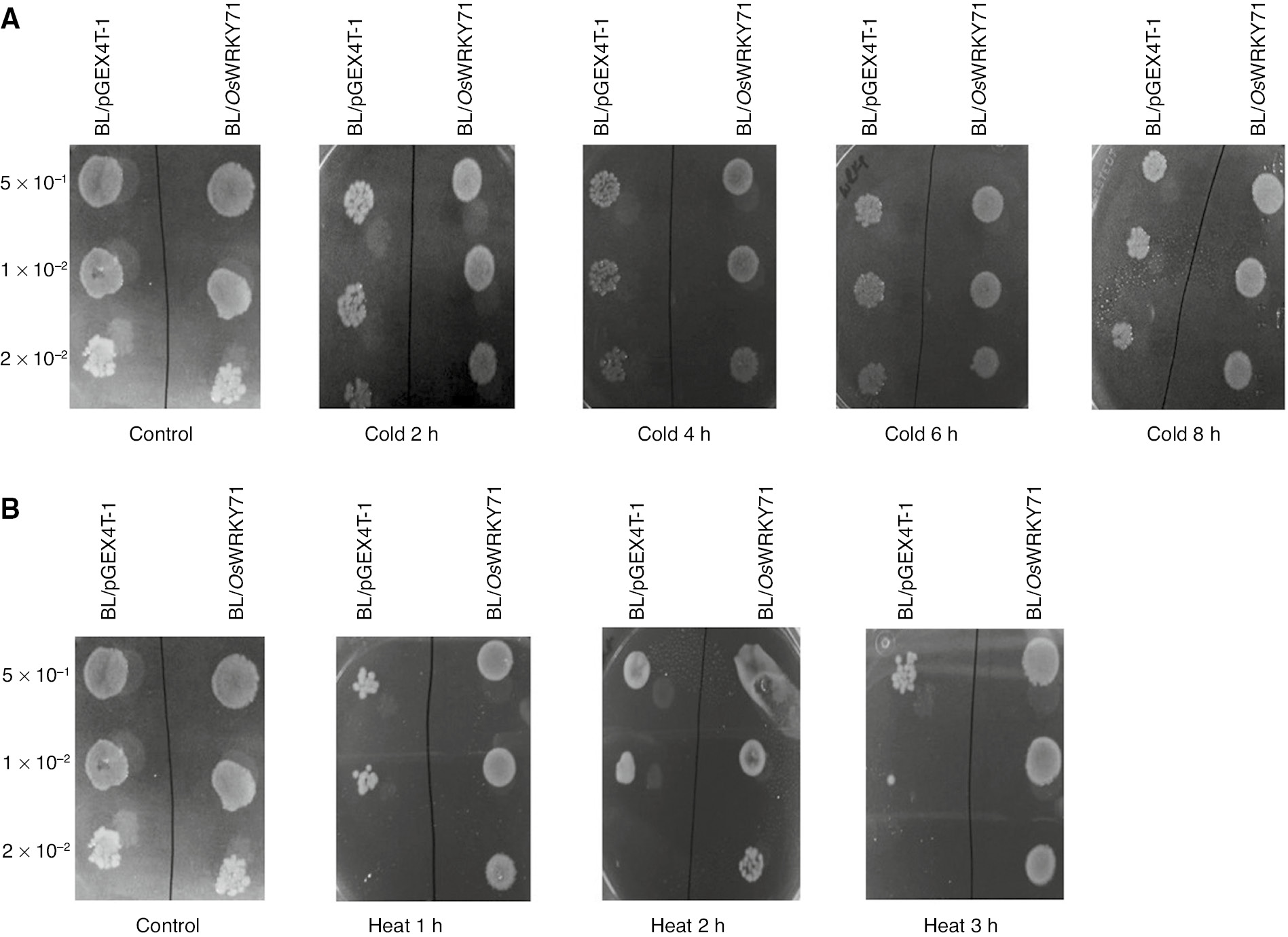 Figure 5:
Spot assay of BL/pGEX4T-1 and BL/OsWRKY71 recombinant cells.
Cultures were induced with 1 mM IPTG. OD was adjusted to OD600=1. Then 10 μL of 50-, 100- and 200-fold diluted bacterial suspension was spotted on LB plates. (A) Spot assay of BL/OsWRKY71 and BL/pGEX4T-1 on the LB plates. Samples were spotted after 2, 4, 6 and 8 h of cold stress. (B) Spot assay of BL/OsWRKY71 and BL/pGEX4T-1 on the LB plates. Samples were spotted after 1, 2 and 3 h of heat stress.