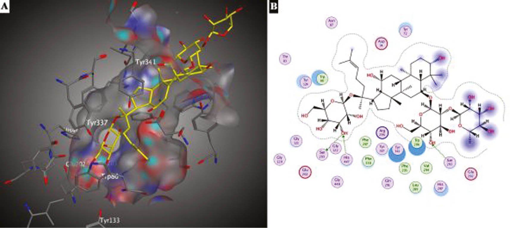 Figure 4: 
Docking interactions of ginsenoside Re on AChE (A) 3D (B) 2D representation.
