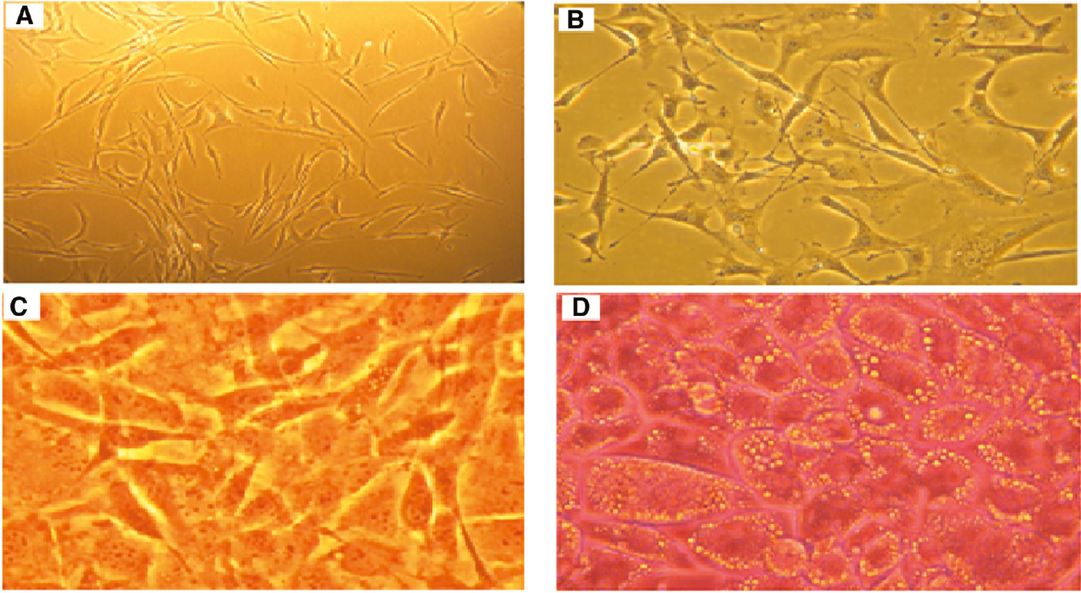 Figure 1:
Photomicrographs of cells, (10×, Nikon Eclipse TS100).
(A) New-planted 3T3-L1 cells. (B) Growing fibroblasts. (C) Conflued preadipocytes. (D) Differentiated adipocytes. Oil Red O staining demonstrated that 3T3-L1 cells were successfully differentiated to adipocytes.