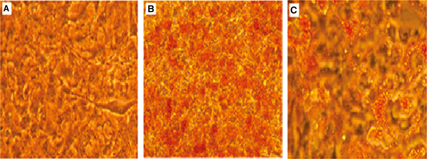Figure 4:
GW9662 inhibited differentiation of 3T3-L1 cells.
(A) Not differentiated cells. (B) Differentiated cells. (C) Differentiated and treated cells with 1 μM GW9662 (10×, Nikon Eclipse TS100).