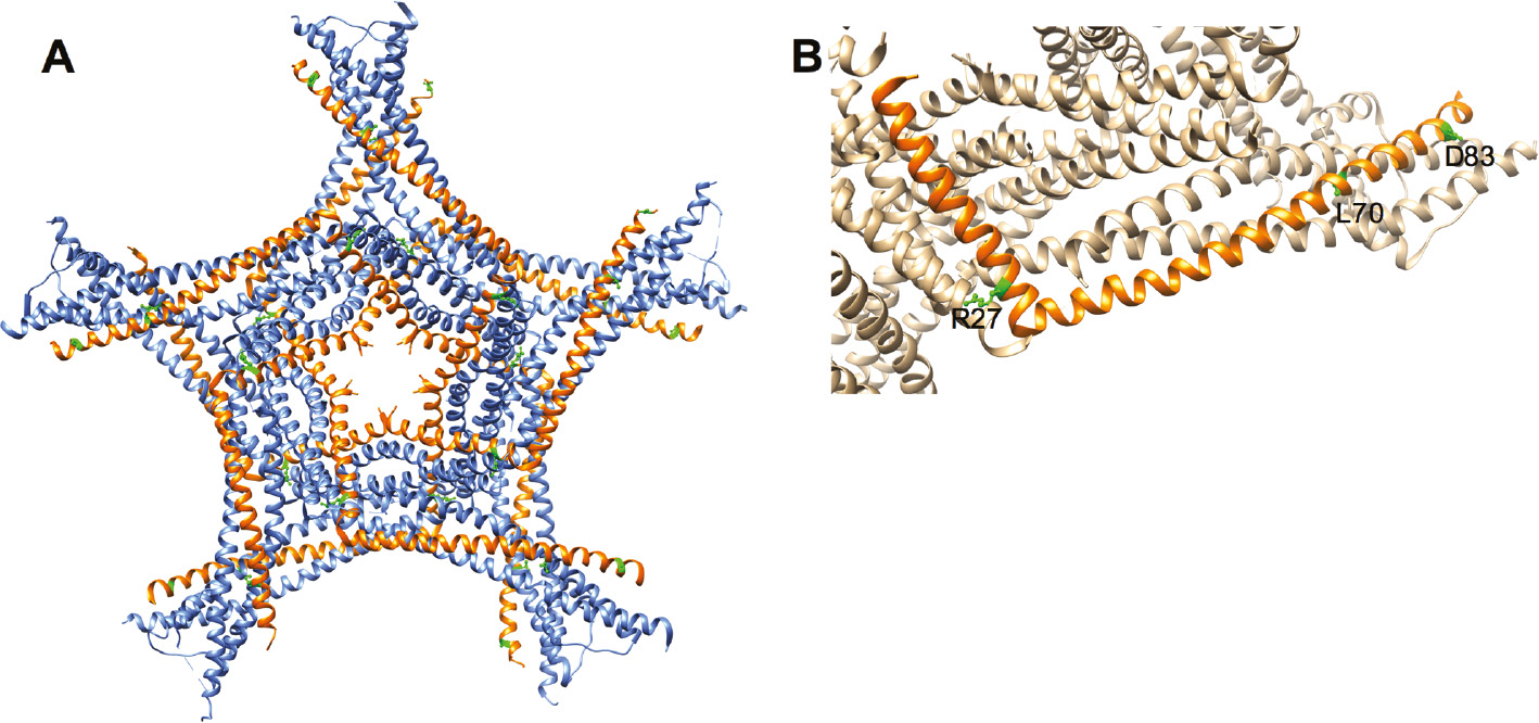 Figure 1: Localization of 3 predicted deleterious mutations on N terminal region of SKA1.(A) Ten copies of SKA11−91, full length SKA2 and SKA31−101 form an oligomeric assembly (PDB: 4AJ5, [5]). The N terminal SKA1 chains and the three residues, which carry predicted deleterious mutations (ball and stick presentation), were displayed on SKA core complex. (B) The three predicted deleterious mutations (ball and stick presentation) were shown on the SKA1 chain