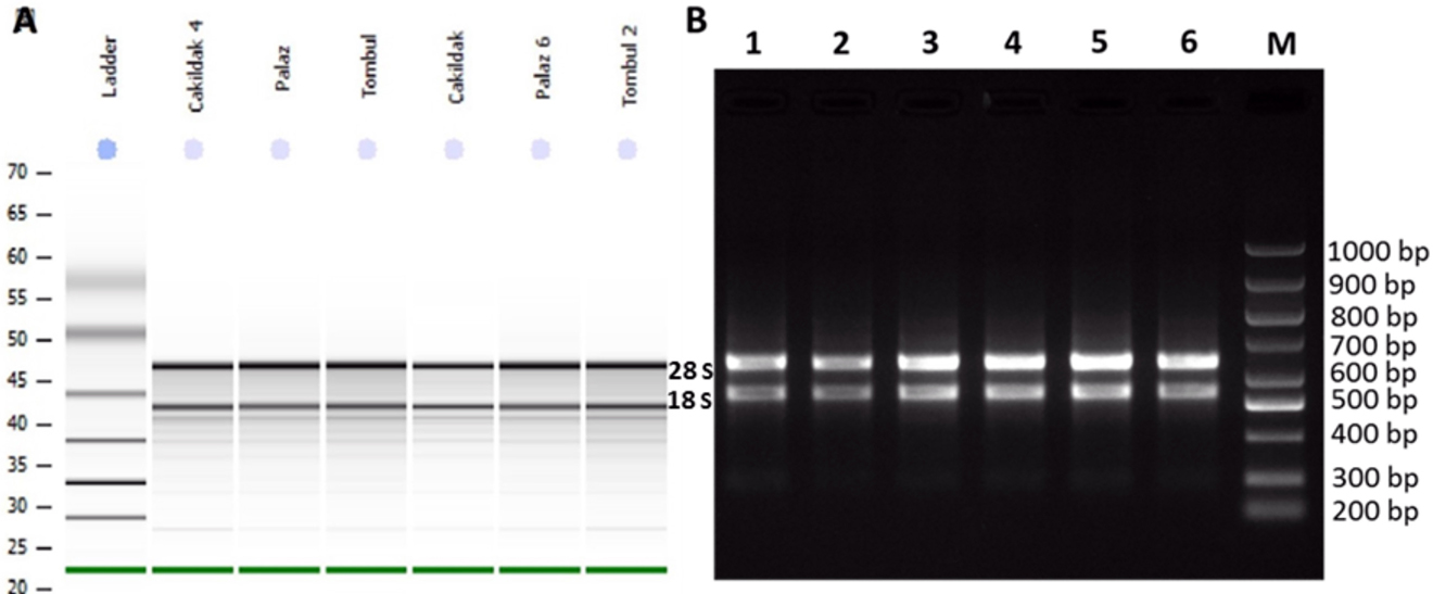 Figure 3: The analysis of RNA quality isolated with the combined CTAB & Phase Lock Gel Heavy column & RNeasy plant mini kit procedure from hazelnut buds of three different genotypes (A) Total RNA samples analyzed in the Agilent 2100 Bioanalyzer with the 6000 Nano LabChip, (B) Agarose gel electrophoresis showing total RNA extracted from different hazelnut varieties. L/M: DNA Ladder/marker (Bio Basic, 100–1,000 bp), the results of 1,4: Çakıldak genotype, 2,5: Palaz genotype, 3,6: Tombul genotype.