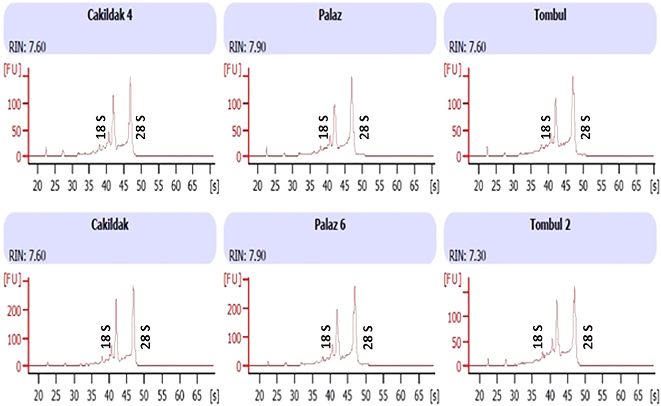 Figure 5: Bioanalyzer results of total RNA extracted using the method described in this study (Combined CTAB & Phase Lock Gel Heavy column & RNeasy plant mini kit method). Extractions were made from different hazelnut genotypes as indicated and run on an Agilent 2100 Bioanalyzer using the Total RNA Pico assay. FU: Fluorescence. S: Time (seconds).