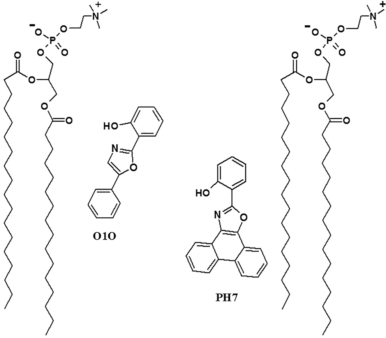 Figure 2: Location and orientation of fluorescent probes O1O (2-(2′-ОН-phenyl)-5-phenyl-1,3-oxazole) and PH7 (2-(2′-OH-phenyl)-phenanthro[9, 10]-1,3-oxazole) in phospholipid membranes [15], [24]. Two molecules of phosphatidylcholine from the outer leaflet are shown to denote the location of the probe.
