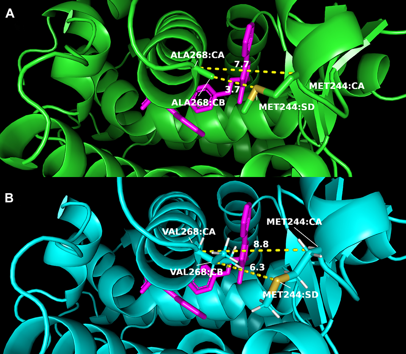 Figure 5: 
Cartoon representation of positional changes in the A268V polymorphic region. (A) Wild type PPARA, (B) polymorphic PPARA.