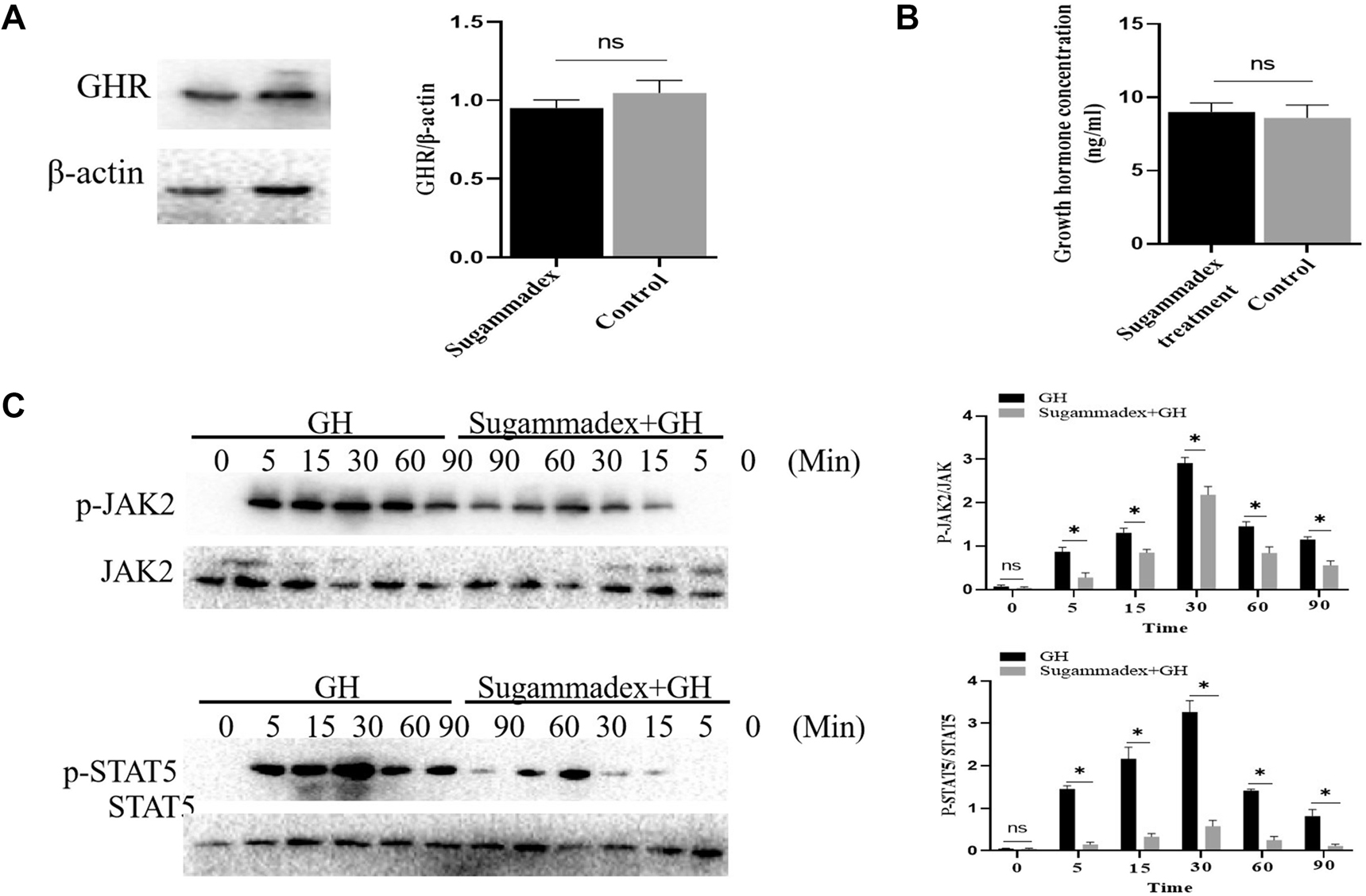 Figure 2: 
Sugammadex suppressed GH-induced signaling.
(A) Sugammadex has no effect on growth hormone receptor (GHR) expression in vivo. (B) Endogenous growth hormone (GH) levels were assessed by ELISA assay. (C) Janus kinase 2 (JAK2)-signal transducers and activators of transcription 5 (STAT5) activation was significantly inhibited by Sugammadex treatment in vivo. Data are represented as mean ± standard deviation (SD). The asterisk indicates that the difference is statistically significant (p-value <0.05).