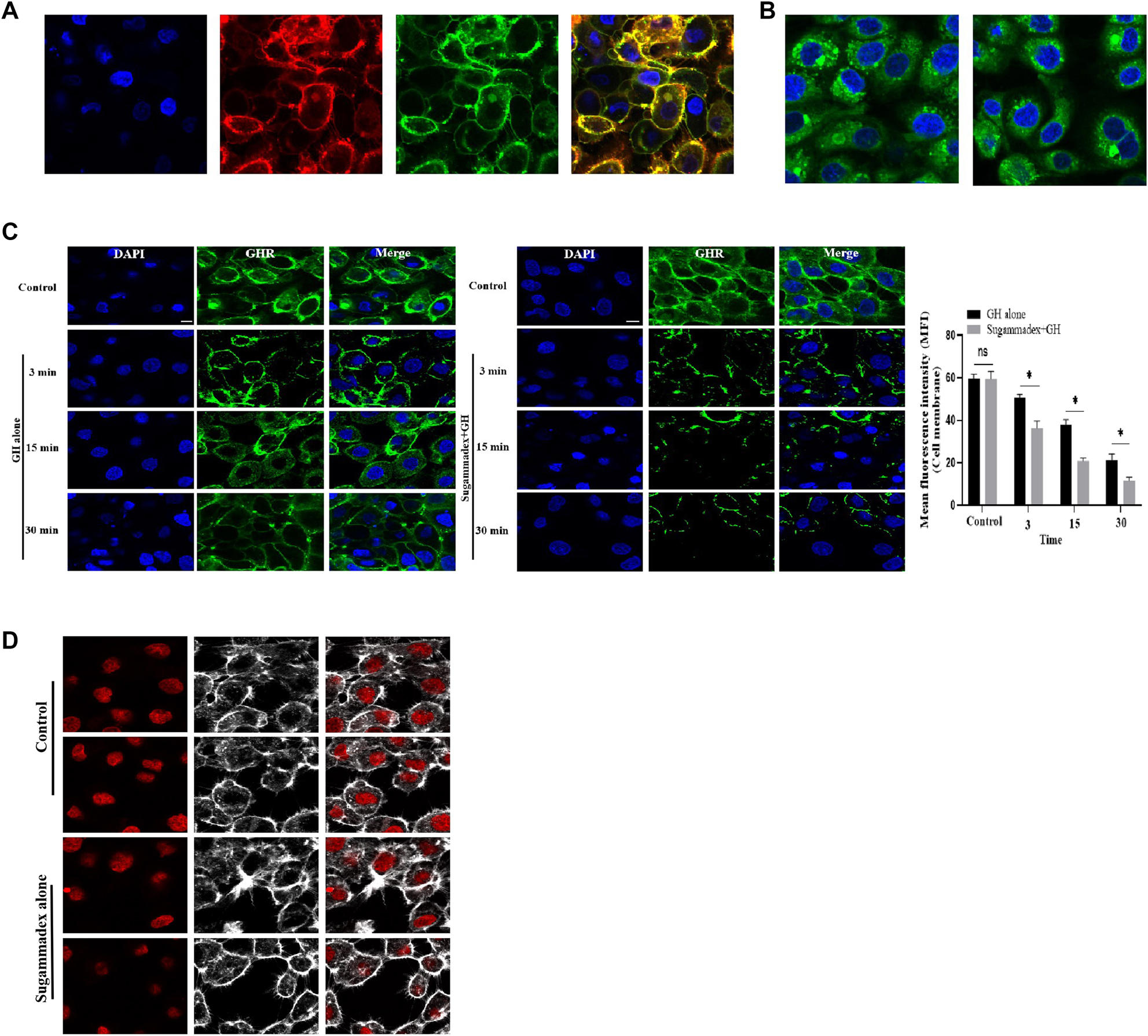 Figure 3: 
The molecular mechanism by which Sugammadex inhibits GH/GHR signaling pathway.
(A) Sugammadex does not affect growth hormone (GH) binding to growth hormone receptor (GHR). (B) Sugammadex does not inhibit GH’s intracellular trafficking. (C) GHR was down-regulated by GH treatment. (D) GH-induced GHR down-regulation is accelerated by Sugammadex treatment. Sugammadex alone has no effect on GHR expression pattern by confocal laser scanning microscope (CLSM) analysis. Data are represented as mean ± standard deviation (SD). The asterisk indicates that the difference is statistically significant (p-value <0.05).