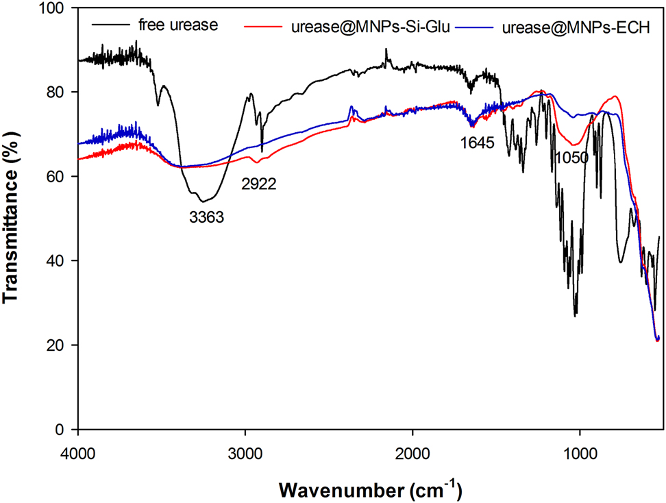 Figure 1: 
FT-IR graph of free urease, urease@MNPs-Si-Glu and urease@MNPs-ECH.
