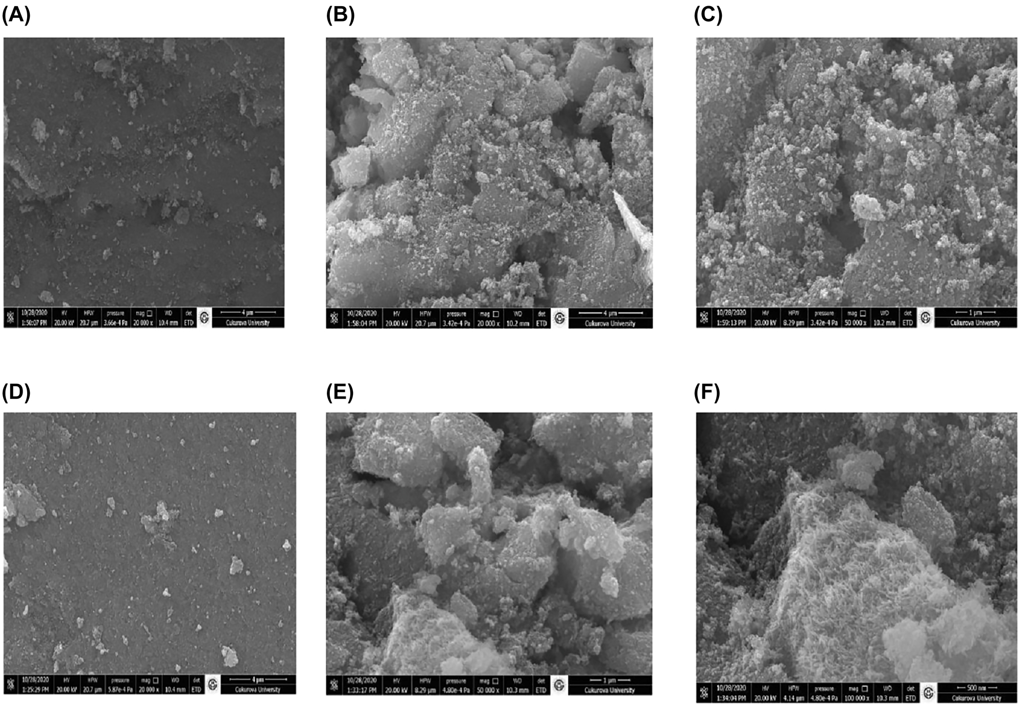 Figure 2: 
SEM images of MNPs-Si-Glu and MNPs-ECH supports (A and D), urease@MNPs-Si-Glu (B and C) and urease@MNPs-ECH (E and F).
