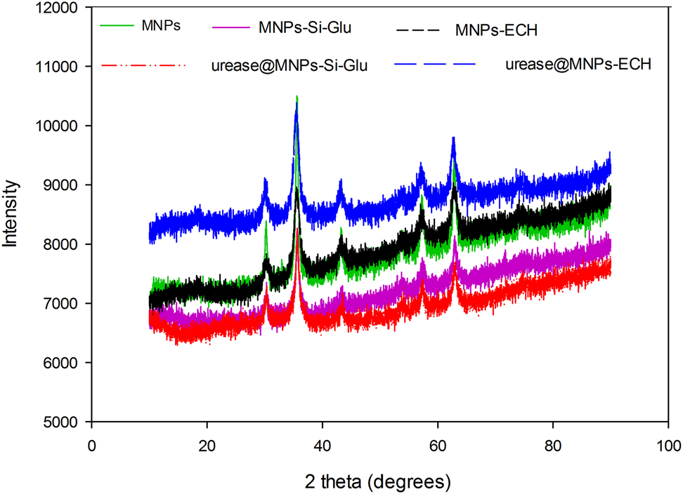 Figure 3: 
XRD patterns of MNPs, MNPs-Si-Glu and MNPs-ECH, urease@MNPs-Si-Glu and urease@MNPs-ECH.
