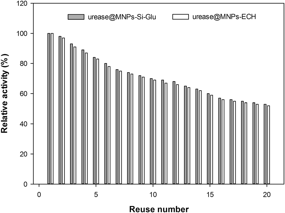 Figure 7: 
The reuse stability of urease@MNPs-Si-Glu and urease@MNPs-ECH.
