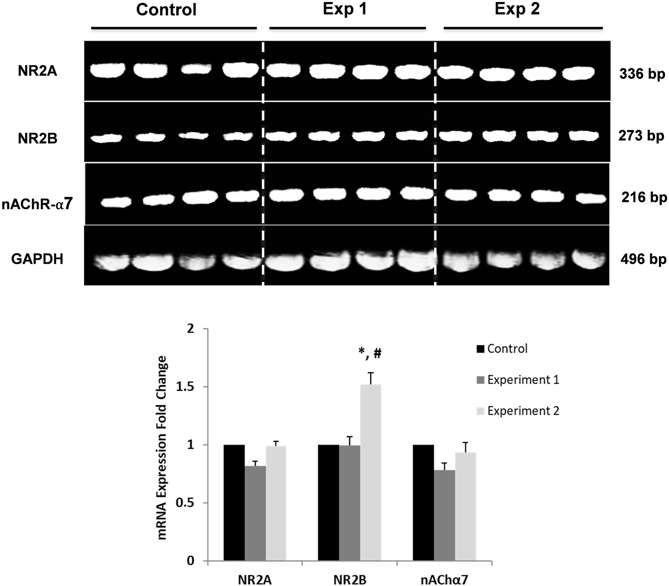 Figure 3: 
Representative images of mRNA expressions of NR2A, NR2B, and nAChα7 receptors and comparison of results between groups. *Indicates a significant difference compared to the CG (p<0.05); # indicates a significant difference compared to the Exp1G (p<0.05); CG, control group; Exp1G, experiment 1 group. Data are given as mean ± SEM.
