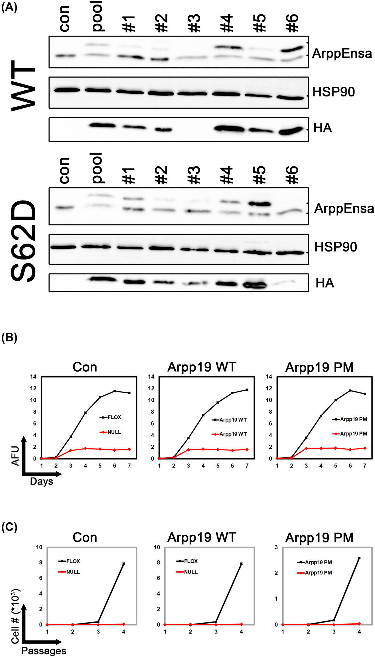 Figure 3: 
Overexpression of Arpp19 does not rescure Mastl loss. (A) Mastl CKO MEFs (con) were transduced with lentiviral constructs for overexpression of HA-tagged Arpp19 WT or phosphomimetic mutant S62D (PM). Seven days after viral transduction (pool), cells were seeded by limited dilution into 96-well plates. Single clonal cell lines were derived. Overexpression of Arpp19 was analyzed by immunoblotting using antibodies against ArppEnsa or HA-tag. (B) Mastl CKO MEF clonal cell lines overexpressing Arpp19 WT (clone #6) and S62D (clone #5) were treated with 20 ng/mL 4′OHT to induce Cre-mediated knockout in Mastl gene. Cellular proliferation was monitored by alamarBlue proliferation assay. AFU, Arbitrary fluorescence units. (C) Cells treated as in (B) were analyzed for proliferation by 3T3 assay for four passages.
