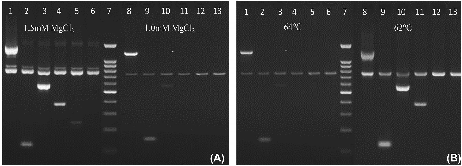 Figure 1:
PCR optimization. (A) Shows the effects of different concentrations of MgCl2 used in this study. (B) Shows the effect of annealing temperature. Lane 7–100 bp DNA ladder; lane 1,8 is for F1R1 (1331 bp); lane 2,9 F2R2 (125 bp); lane 3,10 F3R3 (568 bp); lane 4,11 F4R4 (371 bp); lane 5,12 F5R5 (242 bp) and lane 6,13 F6R3 (568 bp). All the reactions were included with the control primer pair (785 bp). These DNA samples resulted in genotype HLA-B*15:02.