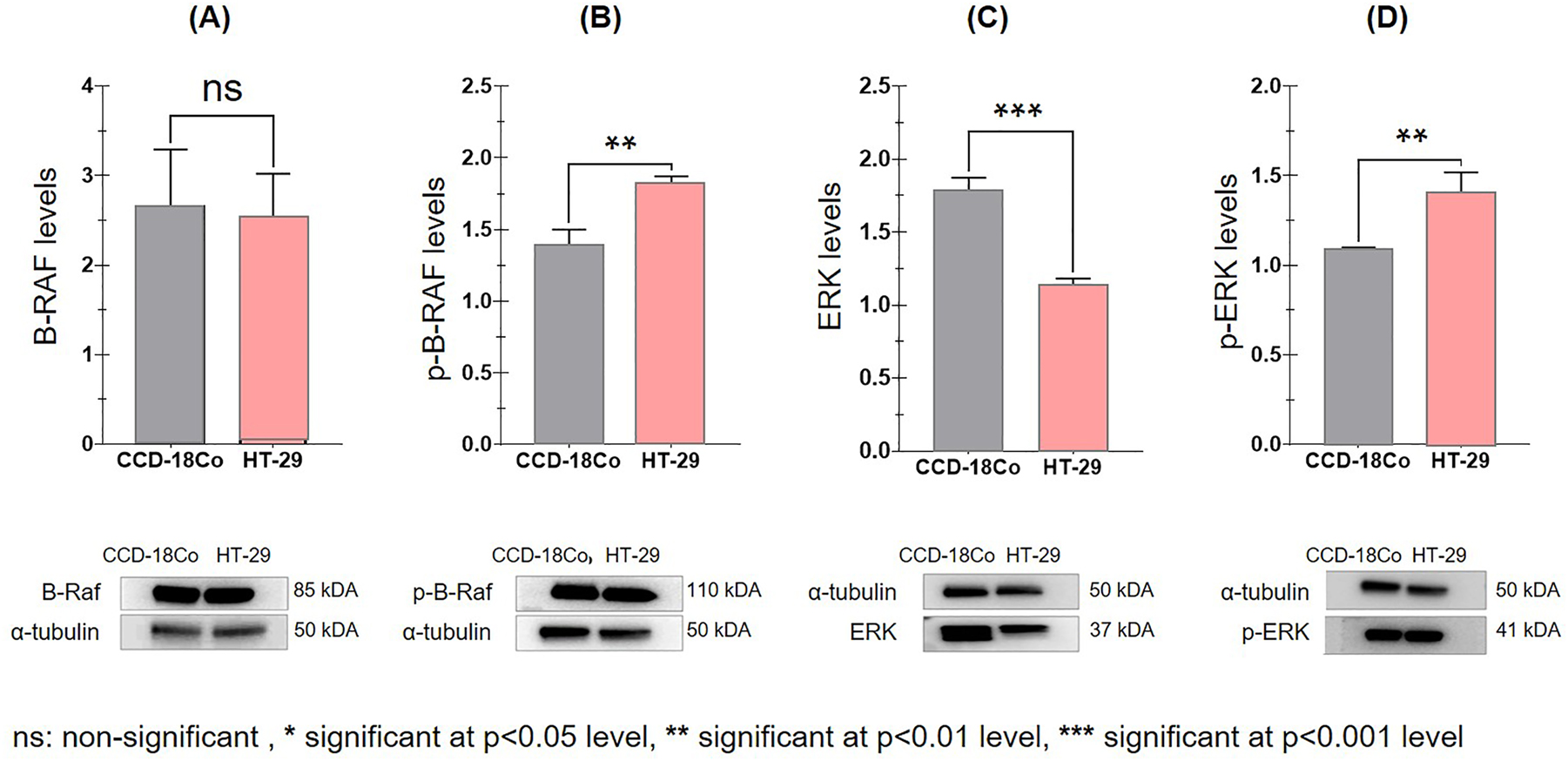 Figure 2: 
Variation of protein levels normalized with α-tubulin in cell lines using western blot band images. (A) B-Raf levels, (B) p-B-Raf levels, (C) ERK levels, (D) p-ERK levels.

