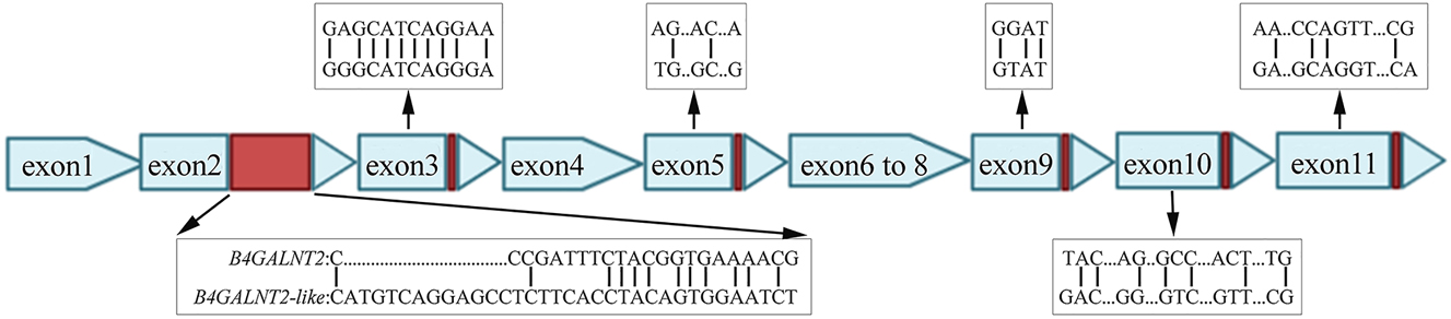 Figure 1:
Schematic of gene structure difference between B4GALNT2 and B4GALNT2-like cDNA in Bama pig. The red boxes indicate the difference in exon −2, −3, −5, −9, −10 and −11.